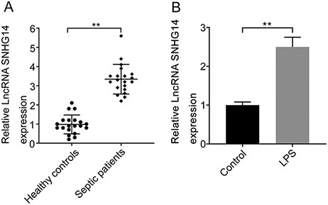 SNHG14 is highly expressed in the plasma of sepsis patients with AKI and LPS treatment induces SNHG14 expression (A) Analysis of the relative expression of SNHG14 in the serum of patients with sepsis-induced AKI and healthy controls measured by RT-qPCR (n = 20). (B) The relative expression levels of SNHG14 in LPS-induced HK-2 cells and untreated cells were measured by RT-qPCR. **P<0.01.
