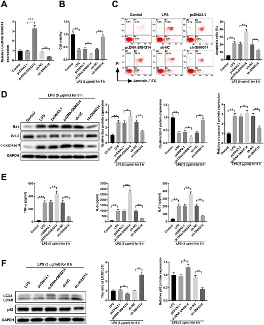 SNHG14 regulates cell viability, apoptosis, cytokines production, and autophagy in LPS-stimulated HK-2 cells (A) HK-2 cells were left untreated (control) or transfected with pcDNA3.1, pcDNA3.1-SNHG14, sh-NC, or sh-SNHG14. The relative expression of SNHG14 was examined by qPCR 48 h later. (B-F) HK-2 cells were left untreated (control), treated with 5 μg/ml LPS for 8 h (LPS), or transfected with pcDNA3.1, pcDNA3.1-SNHG14, sh-NC, or sh-SNHG14. After 48 h, cells were treated with 5 μg/ml LPS for 8 h. (B) Cell viability was analyzed by MTT assay. (C) Cell apoptosis was analyzed by Annexin-V-FITC/PI staining. (D) Protein expressions of Bax, Bcl-2, and cleaved-caspase 3 were analyzed by western blot analysis. GAPDH was used as the loading control. (E) The inflammatory cytokine production of TNF-α, IL-6, and IL-1β in cell culture supernatant was analyzed by ELISA. (F) Protein expressions of LC3-I, LC3-II, and p62 were analyzed by western blot analysis. GAPDH was used as the loading control. *P<0.05, **P<0.01, ***P<0.001.