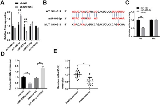 SNHG14 functions as a ceRNA to negatively regulate miR-495-3p expression in HK-2 cells (A) HK-2 cells were transfected with sh-NC or sh-SNHG14. The relative expressions of miR-342-3p, miR-495-3p, miR-377-3p, miR-27a-3p, and miR-27b-3p were analyzed by qPCR 48 h later. (B) Bioinformatics analysis predicted the putative binding sequences between miR-495-3p and WT or Mut 3ʹ-UTR of SNHG14. (C) HK-2 cells were co-transfected with miR-NC or miR-495-3p mimics, and luciferase reporter containing WT or Mut 3ʹ-UTR of SNHG14. The relative luciferase activity was analyzed 48 h later. (D) HK-2 cells were transfected with miR-NC, miR-495-3p mimics, inhibitor NC, or miR-495-3p inhibitor. SNHG14 expression was analyzed by qPCR 48 h later. (E) The relative expression of miR-495-3p in the serum of patients with sepsis-induced AKI or healthy controls was analyzed by qPCR (n = 20). *P<0.05, **P<0.01.