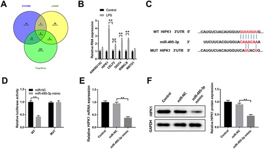 HIPK1 is a direct target of miR-495-3p in HK-2 cells (A) Bioinformatics analysis was performed using ENCORI, miRDB, and TargetScan to predict the potential targets of miR-495-3p. (B) HK-2 cells were transfected with miR-NC or miR-495-3p mimics. The relative mRNA expression levels of potential targets ANKRD13 C, HIPK1, CELF2, DDIT4, RIMKLB, and MBTD1 were analyzed by qPCR 48 h later. (C) The predicted binding sequences between miR-495-3p and WT or Mut 3ʹ-UTR of HIPK1 were shown. (D) HK-2 cells were co-transfected with miR-NC or miR-495-3p mimics, and luciferase reporter vector with WT or Mut 3ʹ-UTR of HIPK1. The relative luciferase activity was analyzed 48 h later. (E) HK-2 cells were left untreated (control), or transfected with miR-NC or miR-495-3p mimics. The protein expression of HIPK1 was analyzed by western blot analysis. (F) The relative expression of HIPK1 in the serum of patients with sepsis-induced AKI or healthy controls was analyzed by qPCR (n = 30). *P<0.05, **P<0.01.