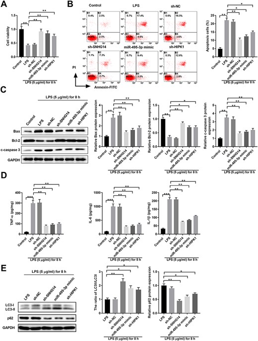SNHG14/miR-495-3p/HIPK1 interaction network regulates HK-2 cell proliferation, apoptosis, autophagy, and inflammatory cytokine production upon LPS stimulation HK-2 cells were left untreated (control) or transfected with sh-NC, sh-SNHG14, miR-495-3p mimics, or sh-HIPK1, together with 5 μg/ml LPS treatment for 8 h. (A) Cell viability was analyzed by MTT assay. (B) Cell apoptosis was analyzed by Annexin-V-FITC/PI staining. (C) Protein expressions of Bax, Bcl-2, and Cleaved-Caspase 3 was analyzed by western blot analysis. GAPDH was used as the loading control. (D) The inflammatory cytokine production of TNF-α, IL-6, and IL-1β in cell culture supernatant was analyzed by ELISA. (E) Protein expressions of LC3-I, LC3-II, and p62 were analyzed by western blot analysis. GAPDH was used as the loading control. *P<0.05, **P<0.01, ***P<0.001.