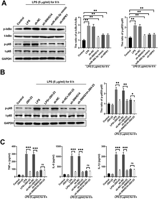 SNHG14/miR-495-3p/HIPK1 interaction network regulates production of inflammation cytokines via modulating NF-κB/p65 signal in LPS-challenged HK-2 cells (A) HK-2 cells were left untreated (control) or transfected with sh-NC, sh-SNHG14, miR-495-3p mimics, or sh-HIPK1, together with 5 μg/ml LPS treatment for 8 h. The expressions of NF-κB signaling pathway-related proteins, including p-IκBα, t-IκBα, p-p65, and t-p65 in LPS-induced cells after different treatments were detected by western blot analysis. (B) HK-2 cells were left untreated (control), treated with JSH-23, or transfected with sh-NC, sh-SNHG14, with or without JSH-23 and 5 μg/ml LPS treatment for 8 h. The expressions of p-p65 and t-p65 in LPS-induced cells with different treatments were detected by western blot analysis. (C) The expressions of TNF-α, IL-1β and IL-6 in LPS-stimulated cells with different treatments were detected by ELISA. *P<0.05, **P<0.01, ***P<0.001.