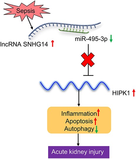 Schematic overview of the SNHG14/miR-495-3p/HIPK1 interaction network in aggravating acute kidney injury