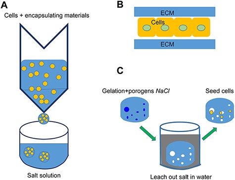 Conventional 3D models (A) Cell encapsulation model: Cells and alginate solution mixture are dispersed into a salt bath using a syringe for rapid polymerization to form microbeads. (B) Sandwich model: A monolayer of hepatocytes is sandwiched by two layers of an ECM protein such as collagen I or by Matrigel. (C) Salt-leaching hydrogel: Sacrificial salt porogens are initially mixed with the hydrogel for polymerization, then leached out to form a macroporous hydrogel.