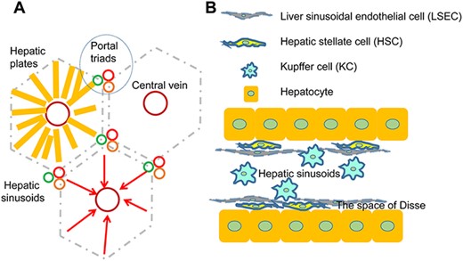 The structure of the hepatic lobules (A) The structure of the hepatic lobules and interlobules. (B) The location of the variety of liver cells.
