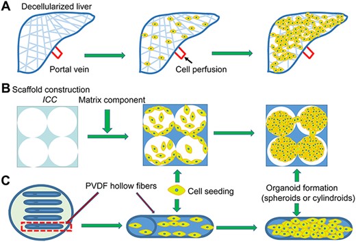 Advanced 3D model (A) Decellularized liver: The liver organ is decellularized and reseeded using target cells for repopulation over the native matrix. (B) ICC: Hydrogel with highly uniform pore size and porosity mimicking the 3D hexagonal structure of the liver lobule. (C) Channel-liked scaffolds: Cell suspensions are injected into the hollow fibers to form cylindroids.