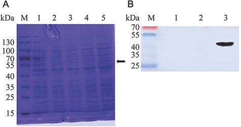 Detection of VP7 protein expression (A) Expression analysis of NC8-pSIP409-pgsA-VP7-DCpep by Coomassie brilliant blue-stained SDS-PAGE of L. plantarum NC8. For the analysis, 10 µl was loaded on 10% SDS-PAGE gel, which was run at 150 V. Lane M: marker; lane 1: induced NC8-pSIP409-pgsA; lanes 2, 3, and 4: 4, 6, and 8 h after induction of NC8-pSIP409-pgsA-VP7-DCpep, respectively. (B) Western blot analysis of the expression of recombinant NC8-pSIP409-pgsA-VP7-DCpep. Lane M, low molecular weight protein marker; lanes 1 and 2, induced NC8-pSIP409-pgsA; lane 3, induced NC8-pSIP409-pgsA-VP7-DCpep.