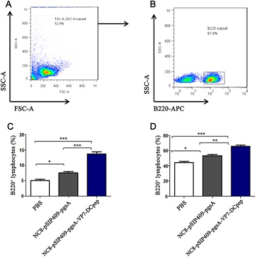The number of B220+ B cells in MLNs and PPs was detected by flow cytometry (A) FSC-A SSC-A subset. (B) B220+ subset. (C) MLN B220+ percentage of lymphocytes. (D) PPs B220+ percentage of lymphocytes. *P<0.05, **P<0.01, ***P<0.001.
