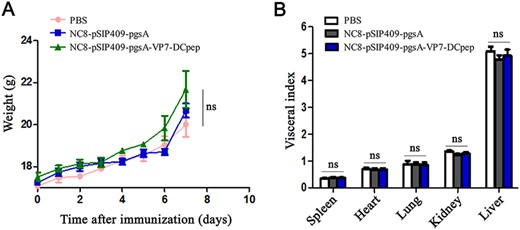 Safety evaluation of recombinant NC8-pSIP409-pgsA-VP7-DCpep in mice Effects on (A) body weight and (B) organ indexes after immunization. ns, not significant.
