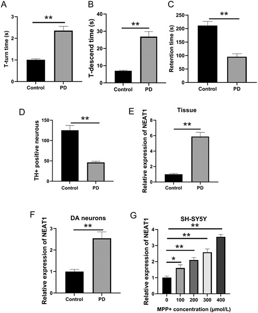 PD models in vivo and in vitro (A) T-turn time and (B) T-descend time were detected by the pole test. (C) Retention time was determined by the rotarod test. (D) Changes of TH-positive cells in the midbrain tissue were measured by immunohistochemistry. (E) NEAT1 expression in the brain tissues was determined by qRT-PCR. (F) NEAT1 expression in dopaminergic neurons of SH-SY5Y cells was detected by qRT-PCR. (G) Level of NEAT1 in SH-SY5Y cells treated with different concentrations of MPP+ was measured by qRT-PCR. *P<0.05, **P<0.01.