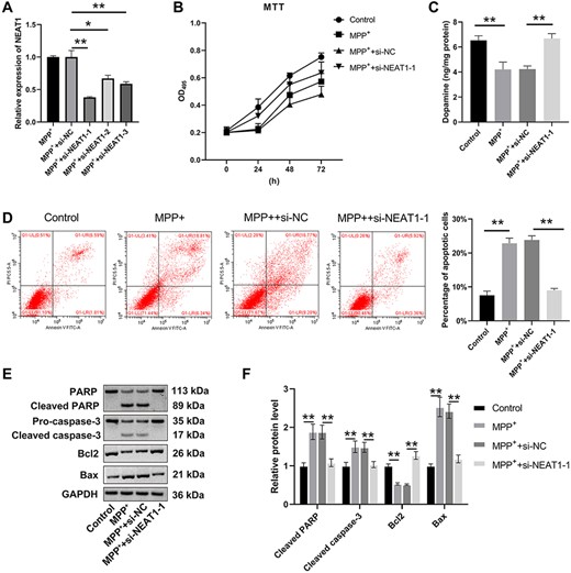 NEAT1 promotes MPP+-treated SH-SY5Y cell apoptosis (A) qRT-PCR was used to detect the expression of NEAT1 in SH-SY5Y cells. (B) MTT assay was used to detect the viability of SH-SY5Y cells. (C) Dopamine content was detected by HPLC. (D) Flow cytometry assay was carried out to analyze the apoptosis of SH-SY5Y cells. (E,F) Western blot analysis was used to measure the levels of Bcl-2, Bax, PARP, and caspase-3. *P<0.05, **P<0.01.
