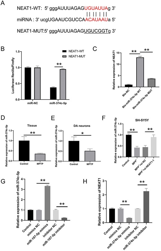 miR-374 c-5p is a target of NEAT1 (A) Binding site of miR-374 c-5p in NEAT1 was predicted by using StarBase3. (B) Dual-luciferase reporter assay was performed to measure the luciferase activity of NEAT1 vector. (C) Interplay between NEAT1 and miR-374 c-5p was verified by RNA pull-down assay. The expression of miR-374-5p in (D) brain tissue, (E) dopaminergic neuron, and (F) SH-SY5Y cells was measured by qRT-PCR. (G) miR-374 c-5p level in SH-SY5Y cells was quantified through qRT-PCR after various transfections. (H) NEAT1 level in SH-SY5Y cells was negatively correlated with the miR-374 c-5p. *P<0.05, **P<0.01.