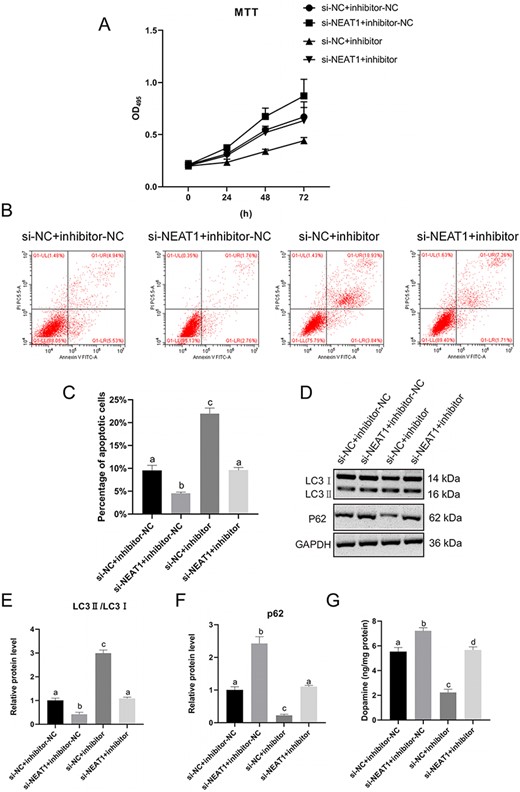 NEAT1 promotes apoptosis and autophagy of MPP+-induced SH-SY5Y cells by downregulating miR-374 c-5p (A) SH-SY5Y cells viability was evaluated by MTT assay. (B,C) SH-SY5Y cells apoptosis was analyzed by flow cytometry. (D–F) Protein levels of LC3 I, LC3 II, and P62 were determined by western blot analysis. (G) Dopamine content was measured by HPLC. *P<0.05 vs si-NC+inhibitor-NC group.
