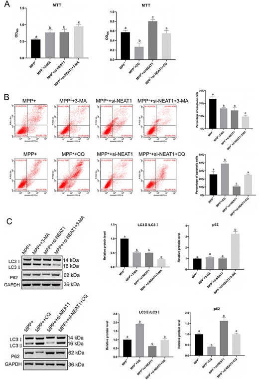 Effect of chloroquine and 3-MA on autophagy of MPP+-induced SH-SY5Y cells (A) SH-SY5Y cells viability was determined by MTT assay. (B) SH-SY5Y cell apoptosis was measured by flow cytometry. (C) Western blot analysis was carried out to detect the expressions of LC3 I, LC3 II, and P62. *P<0.05.