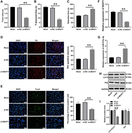 NEAT1 accelerates cell autophagy in PD mice A pole test was conducted to determine the (A) T-turn time and (B) T-descend time. (C) Retention time was measured by the rotarod test. (D) Changes in TH+ cells in mice midbrain tissue were determined by immunofluorescence microscopy. (E) The cell apoptosis of mice midbrain tissue was determined by TUNEL assay. The expressions of (F) NEAT1 and (G) miR-374 c-5p in brain tissues were detected by qRT-PCR. (H,I) Levels of autophagy-related factors were assessed by western blot analysis. **P<0.01.