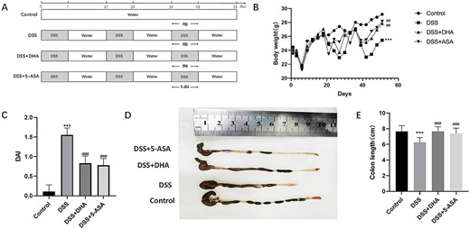 Effects of DHA on clinical signs in DSS-induced colitis (A) Animal model of DSS-induced chronic colitis in mice. (B) Body weight changes. (C) The DAI score was calculated as the average of weight loss score, diarrhea score, and fecal blood score on Day 51. (D) The colons collected in the UC model. (E) The difference of colon length among four groups. Data are presented as the mean±SD. ***P<0.001 vs control group. ##P<0.01, ###P<0.001 vs DSS group. n = 10.