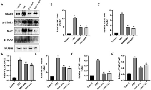 Effect of DHA on signal transducer and activator of transcription JAK2, p-JAK2, STAT3, and p-STAT3 (A) Western blot analysis of JAK2, p-JAK3, STAT3, and p-STAT3 proteins. (B) Quantitative analysis of JAK2 protein. (C) Quantitative analysis of p-JAK2 protein. (D) Ratio of p-JAK2/JAK2. (E) Quantitative analysis of STAT3 protein. (F) Quantitative analysis of p-STAT3 protein. (G) Ratio of p-STAT3/STAT3. Data are presented as the mean±SD. *P<0.05, **P<0.01 vs control group. #P<0.05, ##P<0.01 vs DSS group.