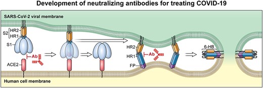 Development of neutralizing antibodies for treating COVID-19. In the receptor binding stage, the S1 subunit of SARS-CoV-2 binds human ACE2 on the host cell surface. Antibodies that bind the RBD domain on the S1 subunit might block the interaction of the RBD and the ACE2. Cross-reactive antibodies (e.g., 47D11, S309, and VHH-72) that bind highly conserved epitopes on the RBDs of SARS-CoV and SARS-CoV-2 could have broad neutralization activities against viral infection. In the viral fusion stage, after the cleavage of S1 subunit, the viral fusion peptide (FP) on the S2 subunit inserts into the host cell membrane, inducing the conformational change of the S2 subunit, which forms a six-helix bundle (6-HB) with the HR1 and HR2 trimers. Antibodies (e.g., 1A9 against SARS-CoV) that target the HR domains might block viral fusion. Ab, antibody.