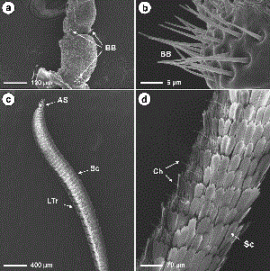SEMs showing scape and pedicel of the male dogwood borer antennae and location of the Böhm's bristles (a); close-up of the Böhm's bristles on the pedicel of the male antennae (b) ; profile of the male dogwood borer antennae possessing numerous overlapping scales on the dorsal surface, large sensilla trichoidea on the ventral surface and apical sensors on the terminal flagellomere (c) ; and close-up profile of the female dogwood borer antennae possessing numerous overlapping scales on the dorsal surface and needle-like sensilla chaetica on the ventral surface (d). AS, apical sensors; BB, Böhm's bristles; Ch, chaetica sensilla; LTr, large trichoidea sensilla; Sc scales; Sq squamiformia sensillum.