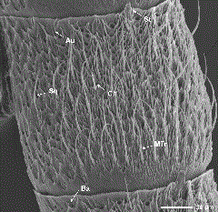 SEM of the ventral surface of a female dogwood borer antennal flagellomere showing several sensillum types. Au, auricillica sensillum; Ba, basiconica sensillum; Ch, chaetica sensillum; Sq, squamiformia sensillum; St, styloconica sensillum; MTr, medium trichoidea sensillum.
