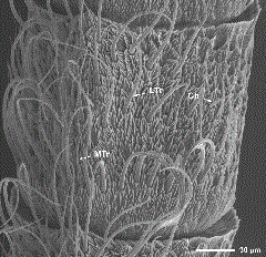 SEM of the ventral surface of a male dogwood borer antennal flagellomere showing several sensillum types. Ch, chaetica sensillum; LTr, large trichoidea sensillum; MTr, medium trichoidea sensillum.