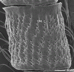 SEM of the dorsal surface of a male dogwood borer antennal flagellomere with the scales removed and showing sensilla squamiformia. Sq, squamiformia sensillum.