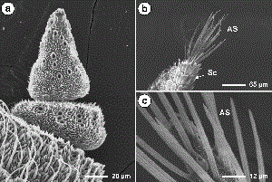 SEMs showing details of the most distal region of the male dogwood borer antennae with penultimate flagellomere devoid of sensilla and a conical shaped terminal flagellomere with apical sensors removed (a) ; profile of the most distal region of the female dogwood borer antennae possessing scales on the dorsal surface, and apical sensors on the terminal flagellomere (b) ; and close-up of the apical sensors on the most distal flagellomere of the female antennae (c). AS, apical sensors; Sc scales.