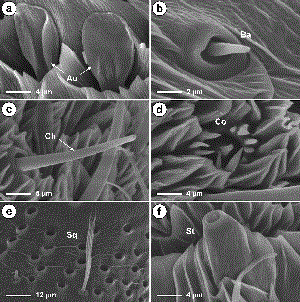 SEM showing close-up of auricillica sensilla, which had either a characteristic rabbit-ear shape or seemed dorsoventrally flattened (a); close-up of the basiconica sensillum (b); details of the chaetica sensillum, which arose from a distinctive collar-like socket (c) ; details of the coeloconica sensillum, characterized by a ring of cuticular teeth surrounding a central peg-like structure (d) ; squamiformia sensillum located on the dorsal surface of an antennal flagellomere (e) ; and close-up of the styloconica sensillum (f). Au, auricillica sensillum; Ba, basiconica sensillum; Ch, chaetica sensillum; Co, coeloconica sensillum; Sq squamiformia sensilla; St, styloconica sensillum.