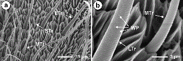 SEM showing three distinct subtypes of sensilla trichoidea differentiated according to their size (i.e., large, medium, and small) (a); and close-up of the medium trichoidea sensillum and multiporous large trichoidea sensillum (b). LTr, large trichoidea sensillum; MTr, medium trichoidea sensillum; STr, small trichoidea sensillum; WP, wall pore.
