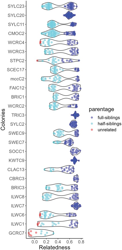 Violin plots show pairwise relatedness among nestmates within each F. aserva colony, inferred from RADseq data on 5 to 12 workers per colony. In monogyne, monandrous colonies, all workers are full siblings (minimum r ≥ 0.5). In monogyne, polyandrous colonies, all workers should be either full or half siblings (0.1 ≤ r ≤ 0.5). We note that oligogyne colonies, those with 2 closely related queens, would have a similar relatedness profile. Polygyne colonies headed by unrelated queens are expected to have unrelated nestmates (r < 0.10). Pairwise relatedness measures calculated using RADseq data have a known downward bias.
