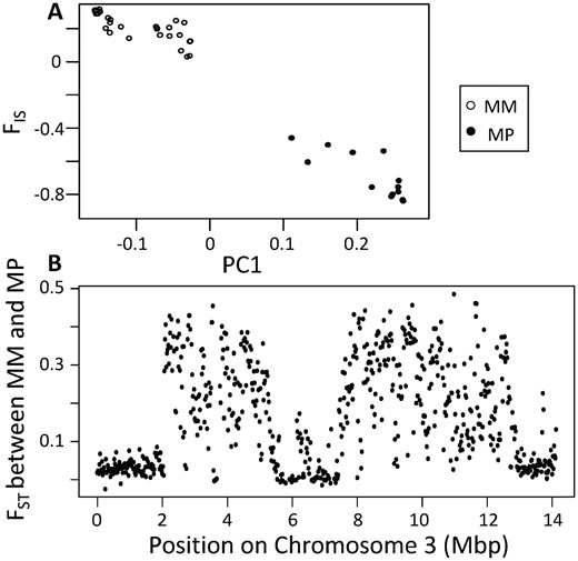 A principal component analysis of whole-genome sequencing markers in the 2 to 12.5 Mbp region of chromosome 3 reveals 2 genotypes along PC1(A). We conclude that the cluster on the left contains MM homozygotes based on FIS values at or above zero in the focal region, while the cluster on the right contains MP heterozygotes based on strongly negative FIS values. A plot of FST along chromosome 3 (B) reveals that the MM and MP individuals exhibit a high degree of differentiation throughout the supergene region previously detected in other Formica species, although we note the reduced FST in the 5.8 to 7.5 Mbp region of chromosome 3.