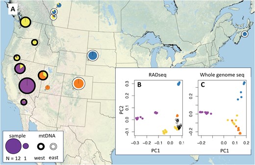 An assessment of F. aserva population structure based on whole-genome sequencing (N = 42 individuals) reveals the most substantial differentiation between samples from California (purple) and those from the rest of the range (panel A map, showing inferred ancestry from Admixture with K = 4). Principal component analyses of RADseq data (2017 batch, B) and whole-genome sequencing data (C) similarly distinguish samples from California from those collected across the rest of the range. Samples from east of the Rocky Mountains (blue) form a second cluster (along PC2), while samples from the Pacific Northwest (yellow) separate samples from the southern Rocky Mountains (orange) along PC3 (see Supplementary Figure S1). Samples collected from northern British Columbia, Yukon Territory, and Alaska (B, open black circles, not visible on map) cluster with the Pacific Northwest population. Population structure inferred from the mitochondrial genome differs markedly from that inferred from the nuclear genome, with western (black outline) and eastern (white outline) clades (A).
