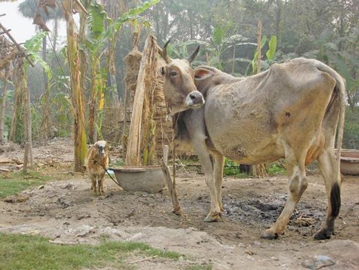 Smallholder livestock household in West Bengal, India (photo credit: ILRI/Susan MacMillan).