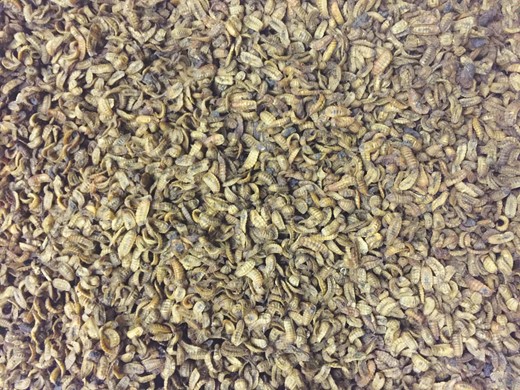 Oven dried black soldier fly larvae (BSFL) reared on food waste.
