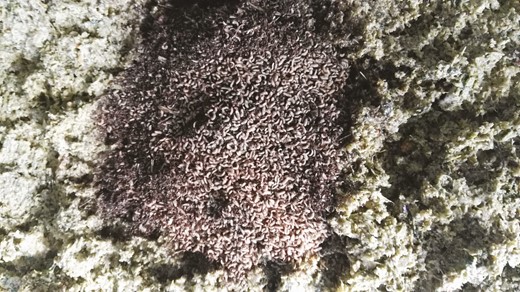 Processed food waste inoculated with black soldier fly larvae (BSFL) neonates.