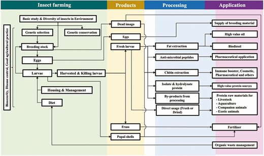 Research aspects of BSF about farming, products, processing, and their applications in Thailand.