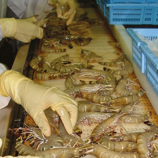 BSFL ingredients are triggering an increasing interest in shrimp feed. Here, farmed shrimp on the process line. © Entofood.
