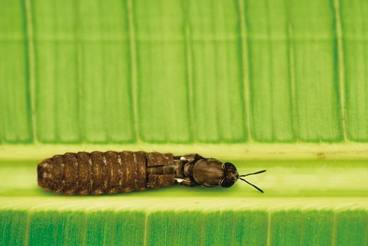BSF is a holometabolous insect. Here, the adult fly is emerging from its pupae shell © Anne Deguerry.