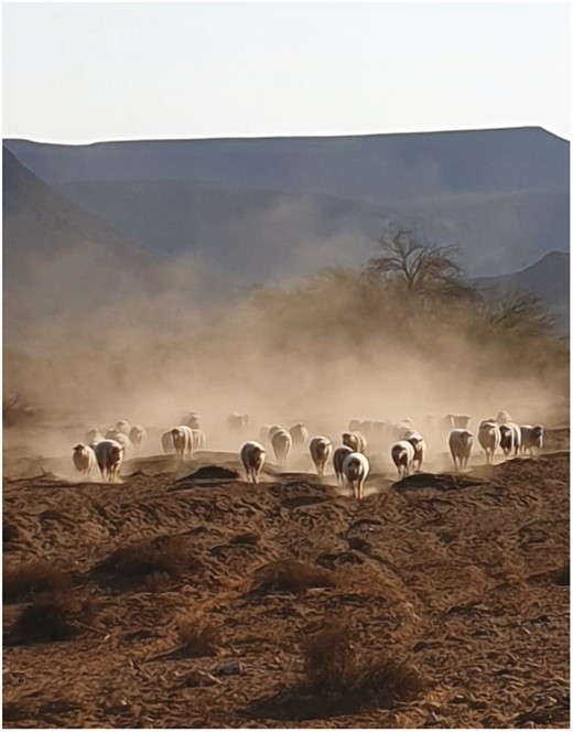 The dual purpose Dohne Merino sheep breed navigating the hot and arid landscape of the Karoo region, South Africa (Source: Koenas van der Westhuizen).