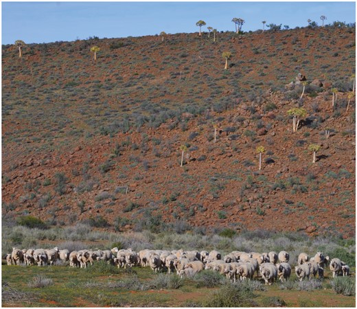 In addition to hot and dry climates, extensive landscapes can also be mountainous, requiring healthy, capable sheep to best make use of the available grazing (Source: Kobus Delport).