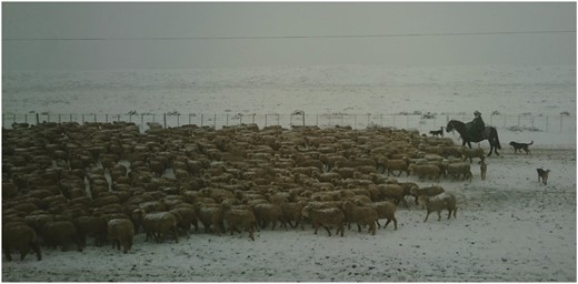 Here, the same Dohne Merino sheep breed is found in the cold and snowy regions of Patagonia, Chile (Source: Kobus Delport).