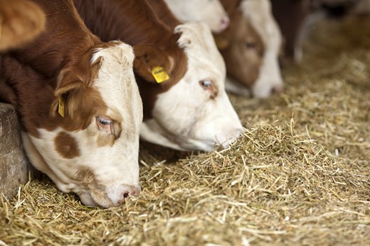 Beef cattle eating hay (source: ellisia/stock.adobe.com).