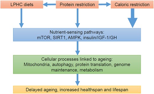 Pathways linking diet and ageing [16].