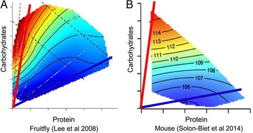 Geometric framework analysis of dietary protein and carbohydrate in fruit flies (A) [28] and mice (B) [29]. The longest lifespans are shown in red on the heat map and the ratio of dietary protein to carbohydrate associated with the longest lifespan is shown by the red line. In both fruit flies and mice, the longest lifespan (red) occurred with low-protein, high-carbohydrate diets, while the shortest lifespan (blue) was associated with high-protein, low-carbohydrate diets.
