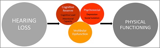 Schematic of possible mechanisms underlying the association between hearing loss and physical functioning. The model posits that the association may be explained by the cognitive reserve hypothesis, psychosocial difficulties experienced by older adults with hearing loss (social cascade hypothesis) and/or vestibular dysfunction occurring concomitantly with hearing loss.