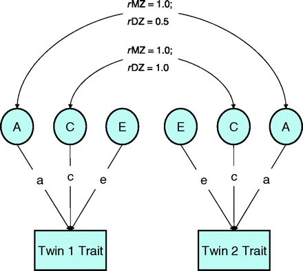 Path diagram of a simple genetic model. A, additive genetic influence; C, shared environment influence; E, nonshared environment influence. The path coefficients a, c, and e indicate effects of A, C, and E on a trait; rMZ, monozygotic correlation; rDZ, dizygotic correlation.