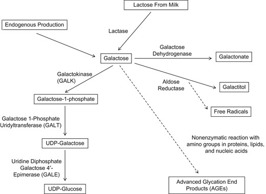 Overview of galactose metabolism. The major pathway of galactose metabolism (the Leloir pathway) operates via the enzymes galactokinase (GALK), galactose-1-phosphate uridylyltransferase (GALT), and uridine diphosphate (UDP) galactose 4-epimerase (GALE), resulting in UDP-glucose. The conversion to galactitol by aldose reductase via the polyol pathway results in decreased availability of nicotinamide adenine dinucleotide phosphate (NADPH) and glutathione, with increased production of free radicals (56). By way of a nonenzymatic reaction with amino groups in proteins, lipids, and nucleic acids, galactose is converted to advanced glycation end products (AGEs).