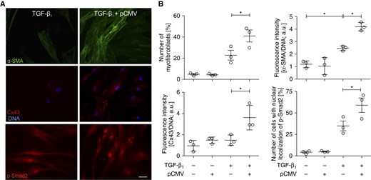 Cx43 increases the susceptibility of NA HBFs to TGF-β1–induced fibroblast–myofibroblast transition (FMT). (A) NA HBFs were transfected with pCMV-Cx43 vector (see Materials and Methods and Figure E4), treated with TGF-β1 and immunostained for α-SMA, Cx43, and phospho-Smad (p-Smad)2. (B) Relative numbers of cells that formed abundant α-SMApositive stress fibers and Cx43 levels were analyzed 7 days after TGF-β1 administration, whereas p-Smad2positive nuclei were counted 1 hour after TGF-β1 administration. Scale bar: 100 μm. Bars represent the mean values (±SEM). P values calculated with one-way analysis of variance and post hoc Bonferroni multiple comparison test (versus TGF-β+); *P ≤ 0.05. All results are representative of at least three independent experiments. Note that ectopic Cx43 expression in undifferentiated NA HBFs increased their susceptibility to TGF-β1–induced FMT and Cx43 up-regulation. It also facilitated Smad2 activation after TGF-β1 stimulation. a.u., arbitrary units; pCMV, promoter of cytomegalovirus.