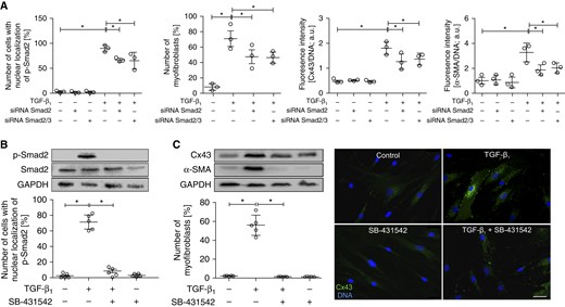 Cx43 expression and FMT of AS HBFs is controlled by Smad2. (A) Cells were transfected with Smad2 or Smad2/Smad3 siRNA (Figure E6); subjected to TGF-β1 (5 ng/ml); immunostained for p-Smad2, Cx43, and α-SMA; and analyzed with fluorescence microscopy after 1 hour (p-Smad2; see Figure E6A) or 7 days (Cx43 and α-SMA; see Figure E6B). (B) AS HBFs were cultivated in control conditions or in DMEM supplemented with TGF-β1 (5 ng/ml), in the presence or absence of SB431542 (10 μM). The effect of SB431542 treatment on the levels of p-Smad2 and Smad2 (in relation to GAPDH as a housekeeping protein) and on the relative numbers of p-Smad2positive nuclei was estimated after 1 hour, with immunoblotting and fluorescence microscopy, respectively (see Figure E7). (C) Cells were cultivated as in B for 7 days, and the effect of SB431542 on Cx43 and α-SMA expression and on myofibroblastic differentiation of AS HBFs was analyzed with immunoblotting in relation to GAPDH as a housekeeping protein (for densitometric quantification of the blots, see Figure E2B) and with fluorescence microscopy, respectively. Bars represent the mean values (±SEM). P values were calculated with one-way analysis of variance and post hoc Bonferroni multiple comparison test (versus TGF-β+); *P ≤ 0.05. Scale bar: 25 μm. All results are representative of at least three independent experiments. Note that the correlation among the number of p-Smad2positive nuclei, Cx43 expression, and the abundance of myofibroblastic fraction in AS HBF populations is accompanied by a lack of Smad2 and Smad3 additive effects on cell sensitivity to TGF-β1.
