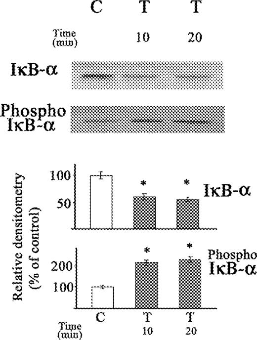 Western blot of the effect of TNFα on IκB-α protein and phosphorylated IκB-α in cytosolic extract of stellate cells. The cells were not exposed (C) or exposed to TNFα (T) (0.6 nM) for 10 and 20 min. The relative densitometry readings (mean ± SE) from three samples for each determination are shown. *P < 0.05 vs respective control.